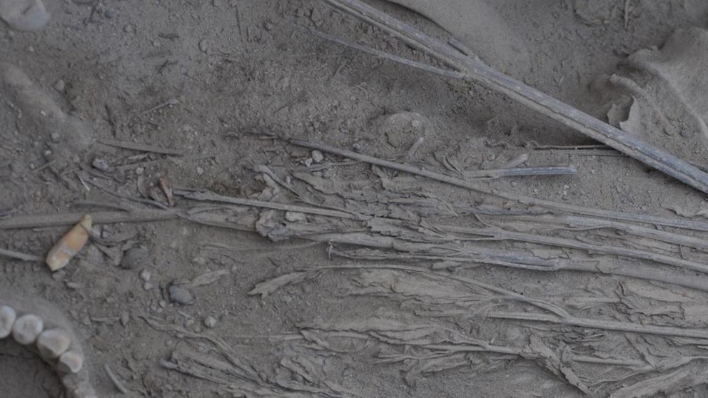 Trece plantas de cannabis aparecen bien conservadas en una tumba china de hace 2.000 años